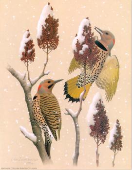 威廉 齊默曼 Northern Yellow-shafted Flicker